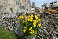 Naturalised Wallflowers, Erysimum, growing on ancient ruins