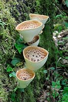 Polyporus squamosus, Fungi, Dryads Saddle, fresh fruiting bodies on fallen tree stump, Norfolk, UK, May
