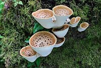 Polyporus squamosus - Fungi, Dryads Saddle, fresh fruiting bodies on fallen tree stump, Norfolk, UK, May