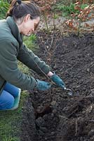 Planting a row of bare root Carpinus betulus