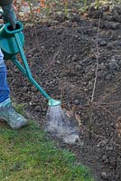 Watering a row of newly planted bare root Carpinus betulus