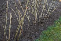 A row of freshly planted Rosa rugosa