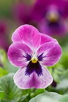 Viola cornuta 'Raspberry' Sorbet series