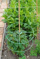 Monarda didym - bergamot, supported by plastic hoops and canes.
