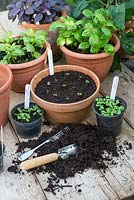 Potting on herbs, potting bench with freshly transplanted basil seedlings