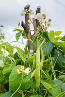 Phaseolus coccineus 'equator' pods and flowers growing up hazel pole wigwam.