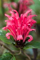 Justicia carnea - Brazilian plume flowera