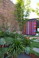 View of garden with colourful striped shed, ground covers include echeveria, Scaevola aemula - native fan flower, Viola hederacea - Australian native violet, Crassula ovata 'Gollum and bamboo in the background. Step has corten steel edging. Mandevilla laxa being trained up a brick wall using chains