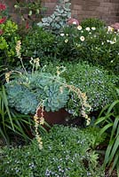 Detail of a corten steel edged raised garden with a dense planting of mixed perennials and succulents, featuring a flowering Echeveria secunda, Old Hens and Chicks, Blue Echeveria and Scaevola aemula