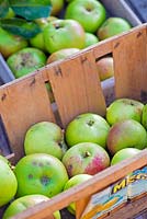 Boxes of windfall apples