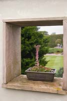 View of a Japanese style garden through an opening in a wall with a flowering sempervivum in a container.  June, North Yorkshire. 