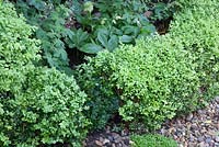 Buxus young box plant replacing a diseased plant in gap in low hedge in May 