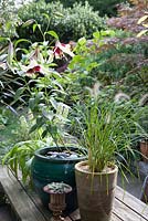 Pennisetum - ornamental grass in tall clay pot on table with Lilium Nepalense Hybrid 'Kushi Maya' and Eucomis pineaaple lily in pot in background - flowering in October