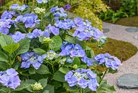 Hydrangea macrophylla 'Blaumeise' - Japanese Summer Garden, RHS Hampton Court Palace Flower Show 2016 - Design: Saori Imoto