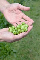 Holding the hop plants