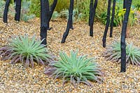 Black Stained Branches and Drought Tolerant Planting in Gravel with small Echium pininana. Striving for Survival, RHS Hampton Court Palace Flower Show 2016. Design: Holly Fleming