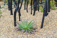 Black Stained Branches and Drought Tolerant Planting in Gravel with small Echium pininana.Striving for Survival, RHS Hampton Court Palace Flower Show 2016. Design: Holly Fleming