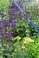 Planting of achillea, verbascum and salvia in The Abbeyfield Society: a Breath of Fresh Air, RHS Hampton Court Palace Flower Show 2016. Design: Rae Wilkinson