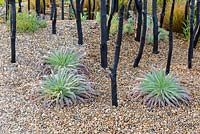 Black Stained Branches and Drought Tolerant Planting in Gravel with small Echium pininana. Striving for Survival, RHS Hampton Court Palace Flower Show 2016. Design: Holly Fleming