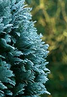 Chamaecyparis lawsoniana 'Pembury Blue' Conifer frosted in Winter.
