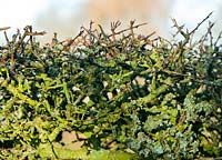 Lichen on hawthorn, crataegus monogyne hedge