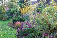 A mixed Autumn border planted with Aster Astilbe chinensis 'Pumila', Buxus, Hamamelis intermedia, Helianthus salicifolius, Imperata cylindrica 'Red Baron' and Solidago