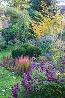 A mixed Autumn border planted with Aster Astilbe chinensis 'Pumila', Buxus, Hamamelis intermedia, Helianthus salicifolius, Imperata cylindrica 'Red Baron' and Solidago

