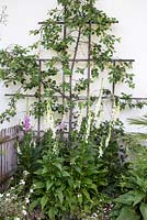 Wall trained fruit tree and foxgloves - Digitalis purpurea 'Alba', Hesperis matronalis 'Alba' and Prunus