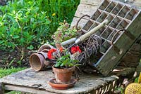 Pelargonium, clay pots and hand tools next to antique beer crate