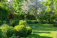 Spring garden with flowering apple tree, a lawn and box spheres in perennial borders, Buxus and Malus domestica