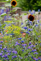 Anethum graveolens and Echium 'Blue Bedder' with sunflowers