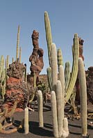 Cephalocereus senilis and Pachycereus pringlei with feature lava rocks - Bunny Cactus, Giant Cardon Cactus - El Jardin de Cactus, Lanzarote, Canary Islands 