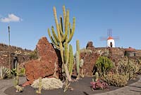 Pachycereus cactus with red lava rocks and a white windmill on the hill -  El Jardin de Cactus, Lanzarote, Canary Islands 