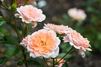 Rosa 'Flower Power' - patio rose