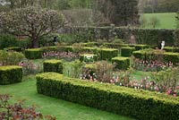The Rose Garden with Buxus hedges and cubes and old apple trees, bedded out with Tulipa 'Pink Diamond' and Tulipa 'Palestrina'. Centre pot filled with Tulipa 'Angelique'. Pashley Manor