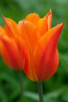 Tulipa 'Ballerina' 