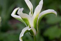 Tulipa 'Green Star' 
