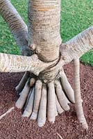 Pandanus utilis aerial prop roots