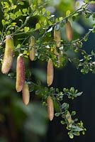 Citrus australasica, Australian finger lime, pendulous finger shaped fruit green with a pale pink blush.