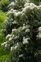 Backhousia citriodora, Lemon Scented Myrtle details of a small tree with clusters of white flowers.