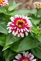 Zinnia haageana 'Persian Carpet mix', a single bi-coloured pink and white double flower with a yellow centre.