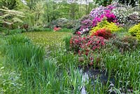 A pond in the Chinese area surrounded by Stratiotes aloides, Cornus controversa 'Variegata', Rhododendron 'Scarlet Wonder' and  Berberis thunbergii 'Aurea'
