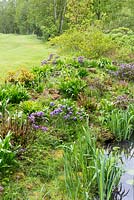 Planting of lower-growing blue and purple azaleas along the edge of the amphitheatre, including Rhododendron russatum, R. impeditum, and R.  impeditum 'Ramapo'.
