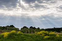 The sunlight shafts down onto the parkland with the four Ionic stone columns in the Landscape Park. Ragwort - Jacobaea vulgaris forms a colourful foreground.