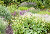 A section of a herbaceous border  at Bluebell Cottage Gardens, Cheshire. Plants include Stipa, Phlomis russeliana, California poppy, Lychnis coronaria, Monarda, Sidalcea and Salvia nemorosa