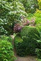 Topiary sofa along a gravel pathway in the terraced gardens at Bolham Manor, Nottinghamshire, with Cornus kousa 'Norman Hadden' and pink Rosa 'Rosy cushion'. 