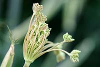 Foeniculum vulgare - Fennel bud opening
