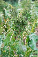 Purple sprouting broccoli showing pigeon damage.