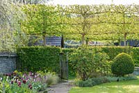 Garden in spring with tulips. Hawthorn hedge, Box topiary and pleached field maples.
