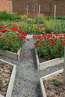 Large displays of Papaver commutatum - Ladybird Poppy in raised beds between gravel paths